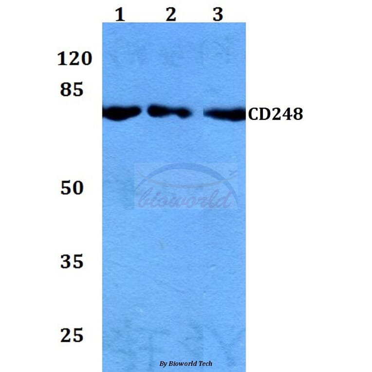 Anti-CD248 Antibody from Bioworld Technology (BS60152) - Antibodies.com