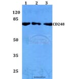 Anti-CD248 Antibody from Bioworld Technology (BS60152) - Antibodies.com