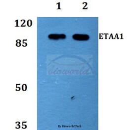 Anti-ETAA1 Antibody from Bioworld Technology (BS60153) - Antibodies.com