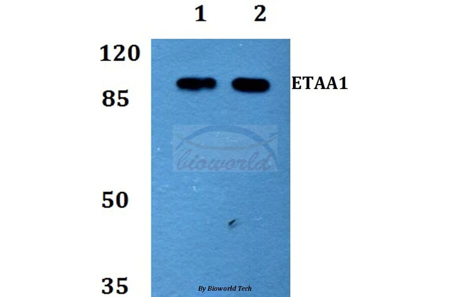 Anti-ETAA1 Antibody from Bioworld Technology (BS60153) - Antibodies.com
