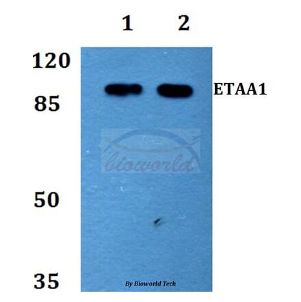 Anti-ETAA1 Antibody from Bioworld Technology (BS60153) - Antibodies.com