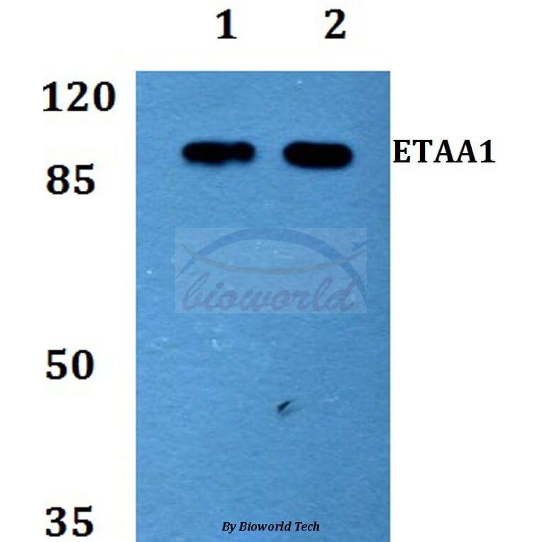 Anti-ETAA1 Antibody from Bioworld Technology (BS60153) - Antibodies.com