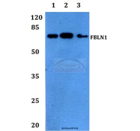 Anti-Fibulin-1 Antibody from Bioworld Technology (BS60154) - Antibodies.com
