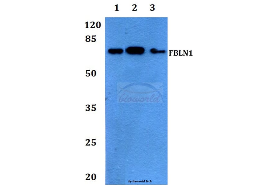 Anti-Fibulin-1 Antibody from Bioworld Technology (BS60154) - Antibodies.com