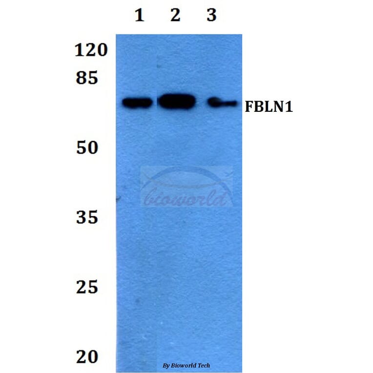 Anti-Fibulin-1 Antibody from Bioworld Technology (BS60154) - Antibodies.com