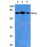 Anti-Fibulin-1 Antibody from Bioworld Technology (BS60154) - Antibodies.com