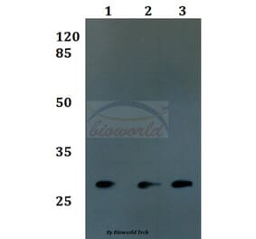 Anti-FOLR3 Antibody from Bioworld Technology (BS60155) - Antibodies.com