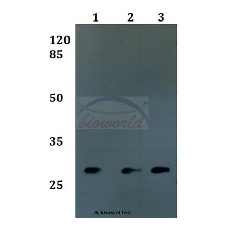 Anti-FOLR3 Antibody from Bioworld Technology (BS60155) - Antibodies.com