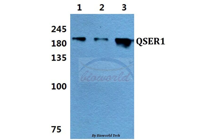 Anti-QSER1 Antibody from Bioworld Technology (BS60158) - Antibodies.com