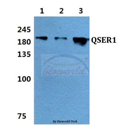 Anti-QSER1 Antibody from Bioworld Technology (BS60158) - Antibodies.com