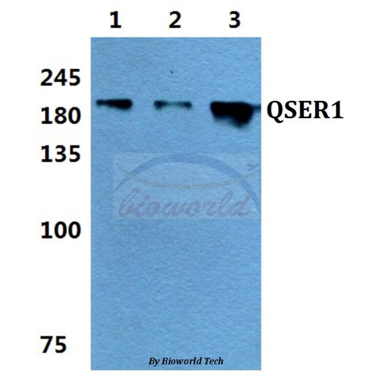 Anti-QSER1 Antibody from Bioworld Technology (BS60158) - Antibodies.com