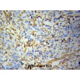 Anti-FABP4 Antibody from Bioworld Technology (BS6016) - Antibodies.com