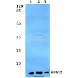 Anti-GNG12 Antibody from Bioworld Technology (BS60161) - Antibodies.com