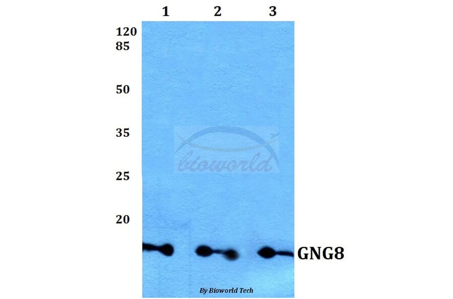 Anti-GNG8 Antibody from Bioworld Technology (BS60162) - Antibodies.com