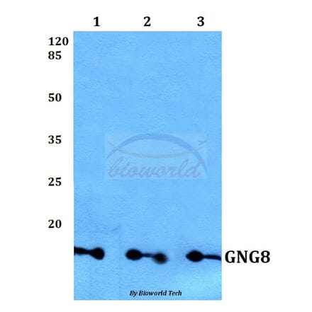 Anti-GNG8 Antibody from Bioworld Technology (BS60162) - Antibodies.com