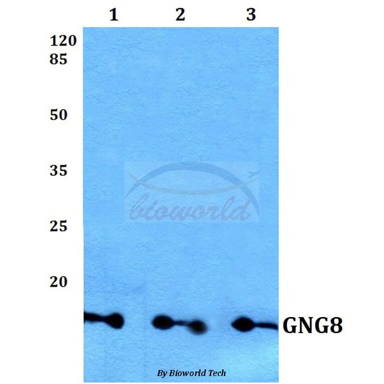 Anti-GNG8 Antibody from Bioworld Technology (BS60162) - Antibodies.com