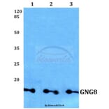 Anti-GNG8 Antibody from Bioworld Technology (BS60162) - Antibodies.com