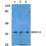 Anti-HOX-C12 Antibody from Bioworld Technology (BS60164) - Antibodies.com
