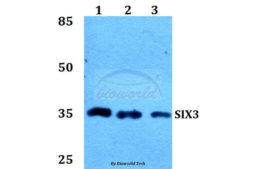Anti-SIX3 Antibody from Bioworld Technology (BS60165) - Antibodies.com