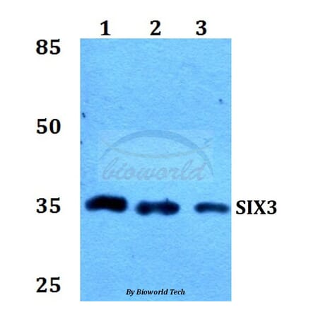 Anti-SIX3 Antibody from Bioworld Technology (BS60165) - Antibodies.com