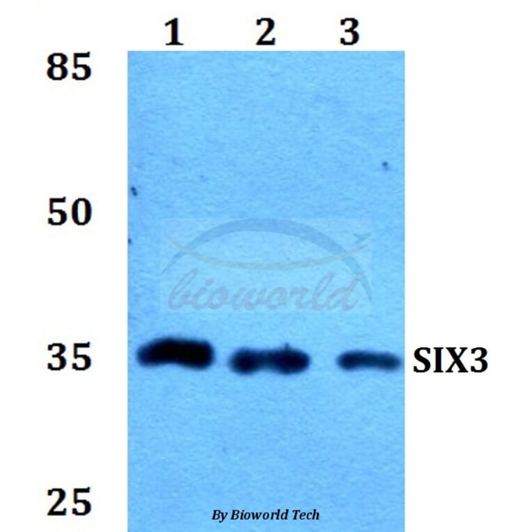 Anti-SIX3 Antibody from Bioworld Technology (BS60165) - Antibodies.com