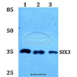 Anti-SIX3 Antibody from Bioworld Technology (BS60165) - Antibodies.com