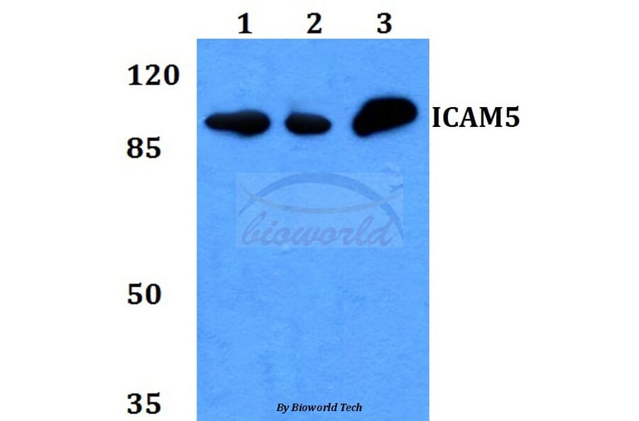 Anti-ICAM-5 Antibody from Bioworld Technology (BS60166) - Antibodies.com