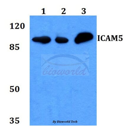 Anti-ICAM-5 Antibody from Bioworld Technology (BS60166) - Antibodies.com