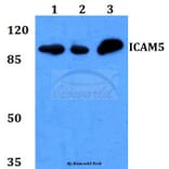 Anti-ICAM-5 Antibody from Bioworld Technology (BS60166) - Antibodies.com