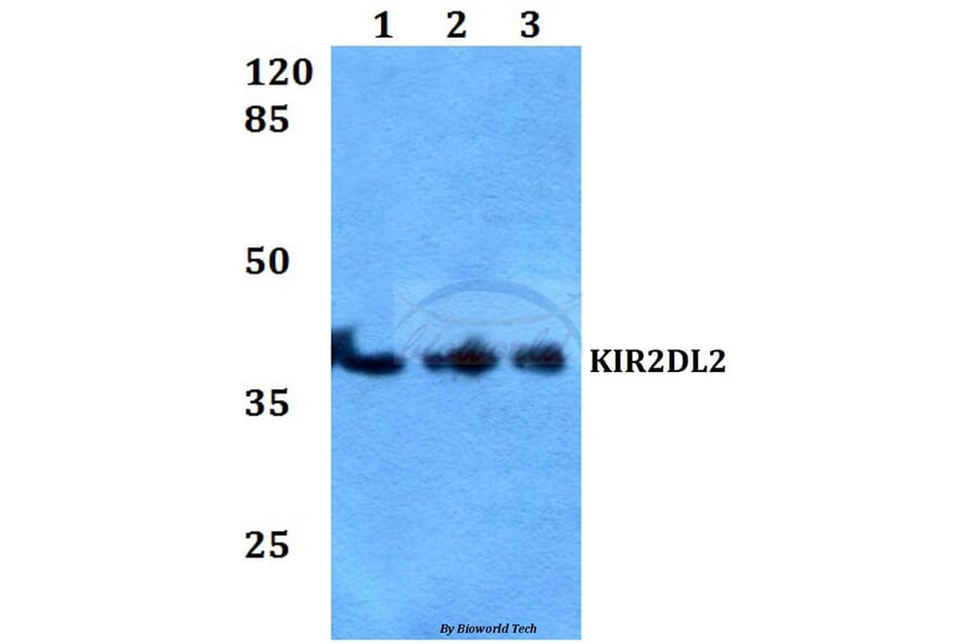 Anti-KIR2DL2 Antibody from Bioworld Technology (BS60168) - Antibodies.com
