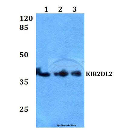 Anti-KIR2DL2 Antibody from Bioworld Technology (BS60168) - Antibodies.com