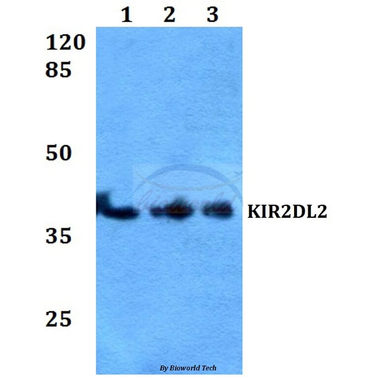 Anti-KIR2DL2 Antibody from Bioworld Technology (BS60168) - Antibodies.com