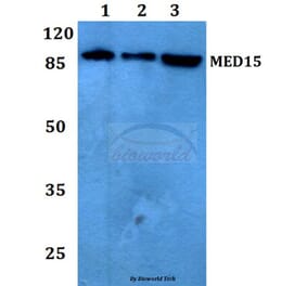 Anti-MED15 Antibody from Bioworld Technology (BS60172) - Antibodies.com