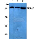 Anti-MED15 Antibody from Bioworld Technology (BS60172) - Antibodies.com