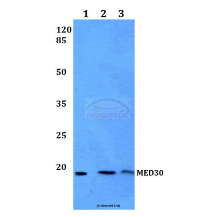 Anti-MED30 Antibody from Bioworld Technology (BS60175) - Antibodies.com