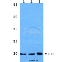 Anti-MED9 Antibody from Bioworld Technology (BS60176) - Antibodies.com