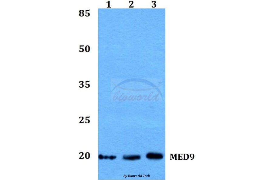 Anti-MED9 Antibody from Bioworld Technology (BS60176) - Antibodies.com