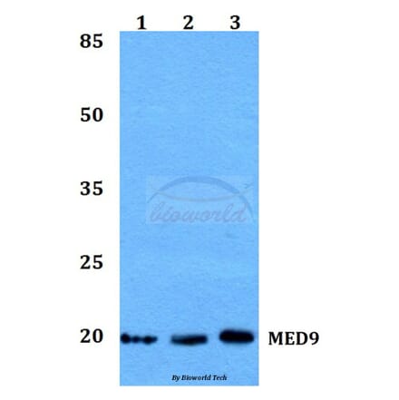 Anti-MED9 Antibody from Bioworld Technology (BS60176) - Antibodies.com