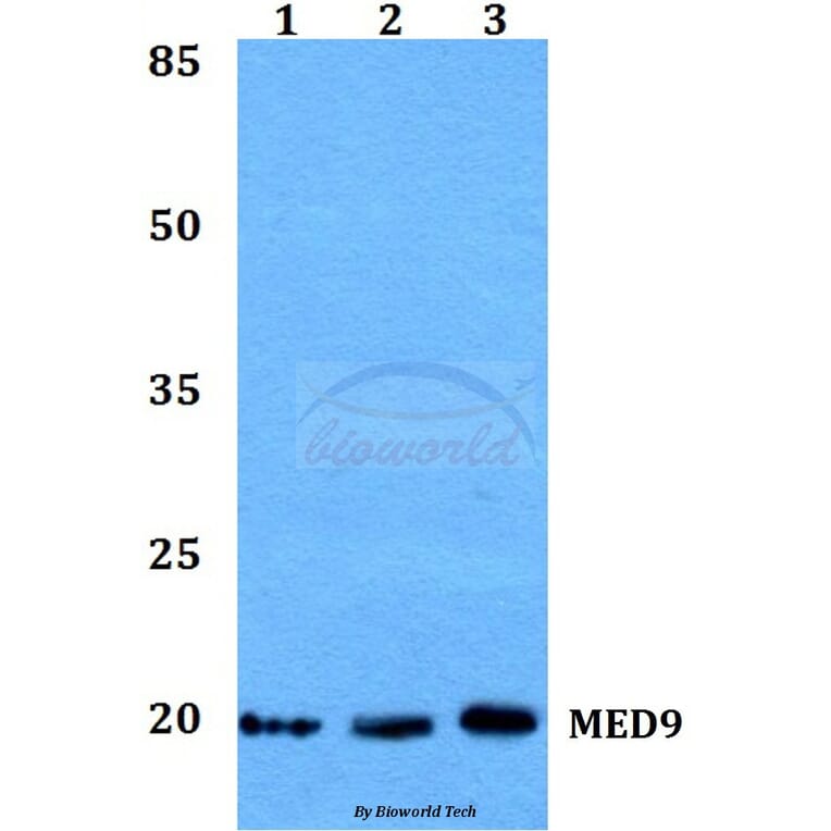 Anti-MED9 Antibody from Bioworld Technology (BS60176) - Antibodies.com