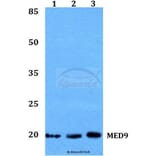 Anti-MED9 Antibody from Bioworld Technology (BS60176) - Antibodies.com