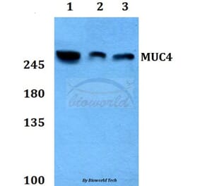 Anti-Mucin 4 Antibody from Bioworld Technology (BS60177) - Antibodies.com
