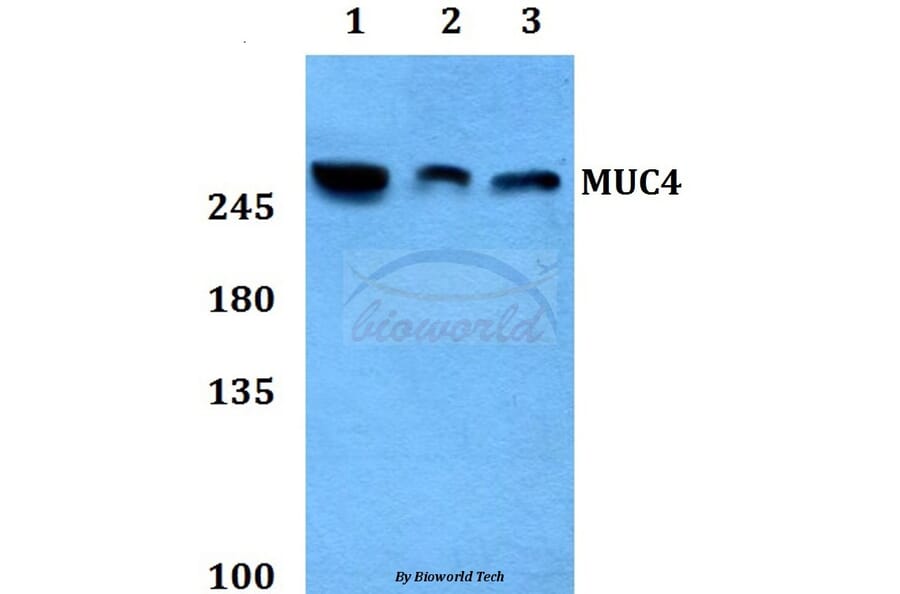 Anti-Mucin 4 Antibody from Bioworld Technology (BS60177) - Antibodies.com
