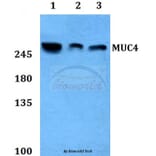 Anti-Mucin 4 Antibody from Bioworld Technology (BS60177) - Antibodies.com