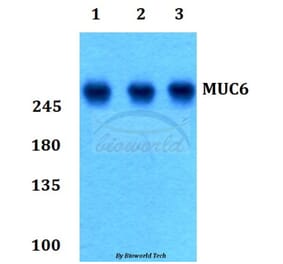 Anti-MUC6 Antibody from Bioworld Technology (BS60178) - Antibodies.com