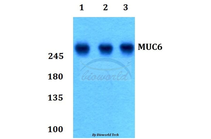 Anti-MUC6 Antibody from Bioworld Technology (BS60178) - Antibodies.com