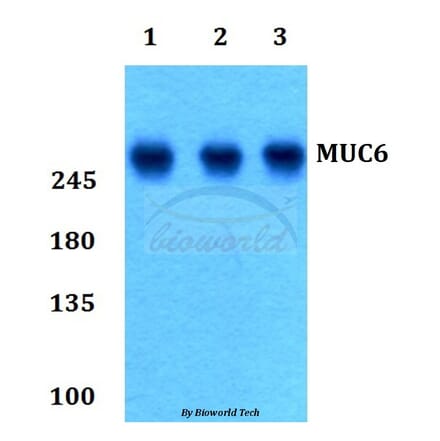 Anti-MUC6 Antibody from Bioworld Technology (BS60178) - Antibodies.com