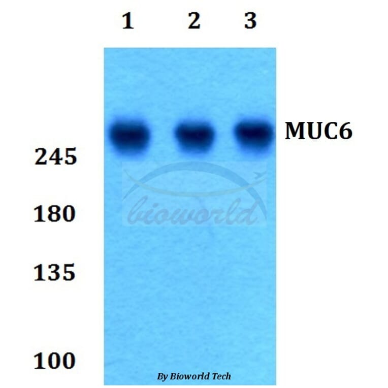 Anti-MUC6 Antibody from Bioworld Technology (BS60178) - Antibodies.com
