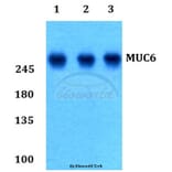 Anti-MUC6 Antibody from Bioworld Technology (BS60178) - Antibodies.com