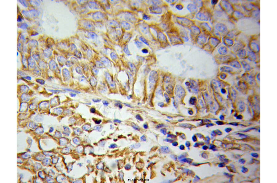 Anti-Cytokeratin 19 Antibody from Bioworld Technology (BS6018) - Antibodies.com