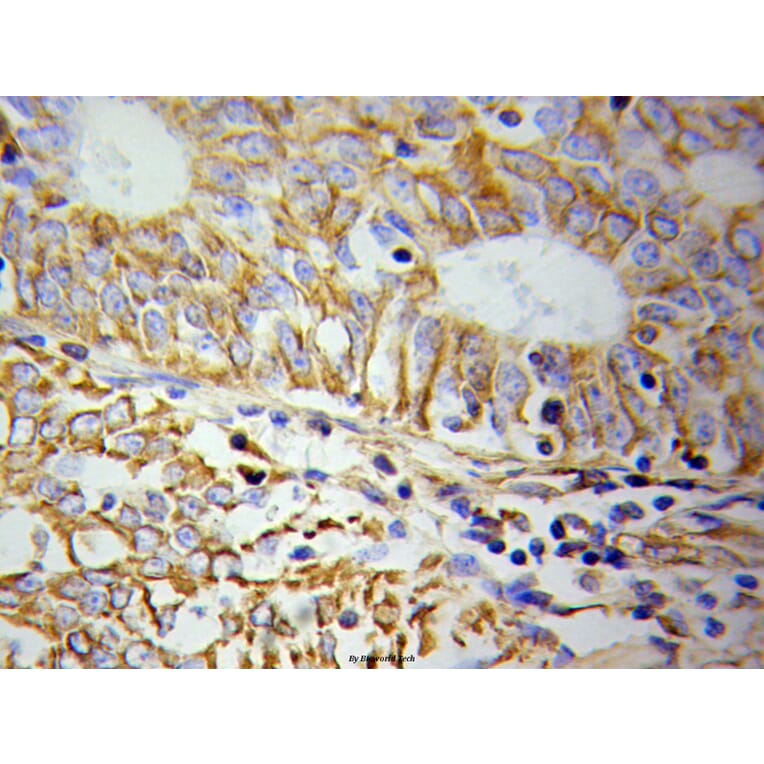 Anti-Cytokeratin 19 Antibody from Bioworld Technology (BS6018) - Antibodies.com